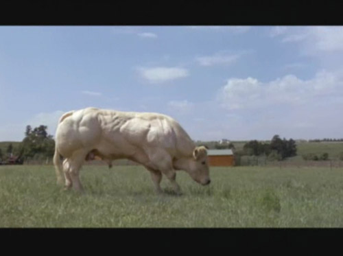 『ステロイド合衆国〜スポーツ大国の副作用〜』より
遺伝子操作で超筋肉質にされた牛