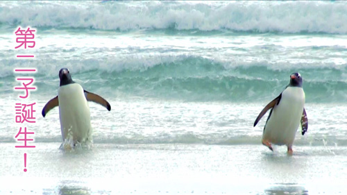 ペンギンの夫婦