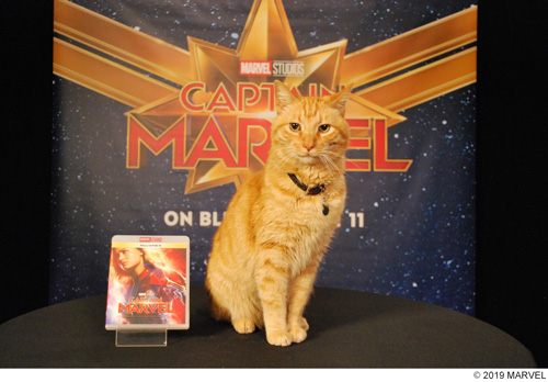 『キャプテン・マーベル』に登場！あの天才ネコのまさかのインタビュー映像到着！