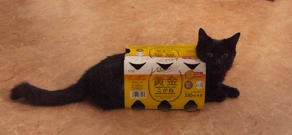 『猫なんかよんでもこない。』
(C)2015杉作・実業之日本社／「猫なんかよんでもこない。」製作委員会
