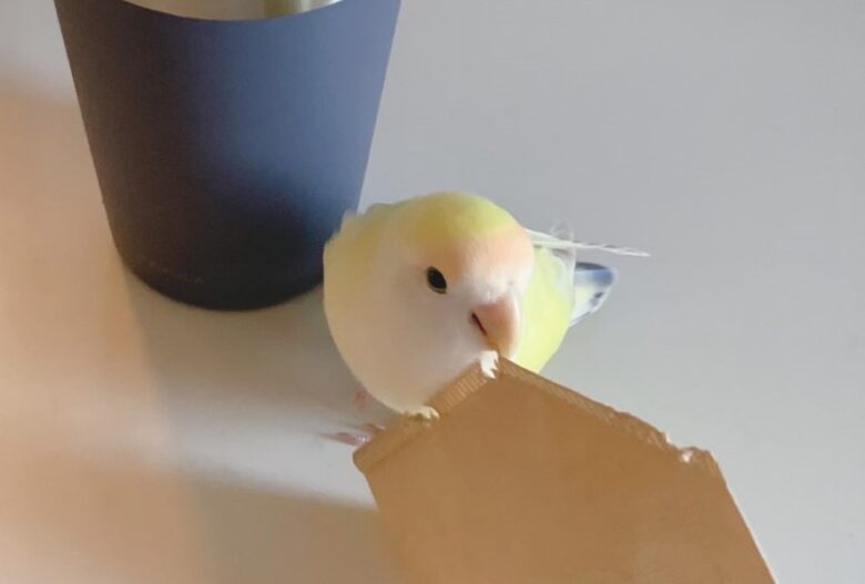 インコのきなこちゃん