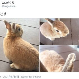 山口すぐりのうさぎさん