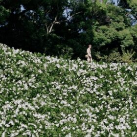 『あの花が咲く丘で、君とまた出会えたら。』