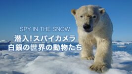 極寒の地で求愛や子育てに奮闘する動物たちに“スパイカメラ”が接近! 迫力のドキュメンタリー