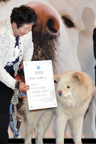 ユネスコ特別大使犬（ワンバサダー）の任命状を眺めるわさお