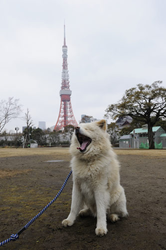 東京タワーを背にしたわさお