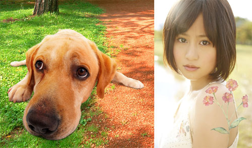 6匹の犬を飼う犬好きの前田敦子が『LOVE まさお君が行く！』の主題歌に！