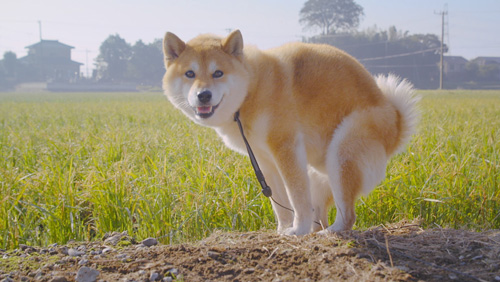 柴犬のリン