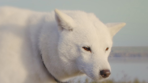 北海道犬のカイト