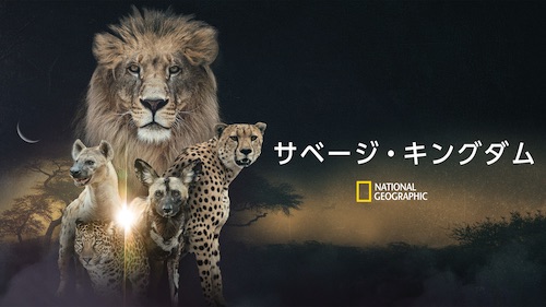 『サベージ・キングダム 3：戦乱の幕開け』Huluのナショナル ジオグラフィックチャンネルでリアルタイム配信中
(C)National Geographic 