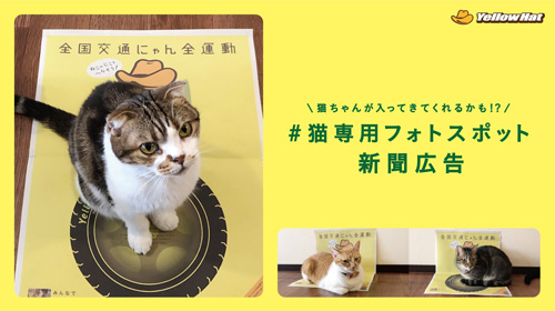 猫が誘われる仕掛けとは？猫の安全守る「全国交通にゃん全運動」キャンペーン動画が面白い！