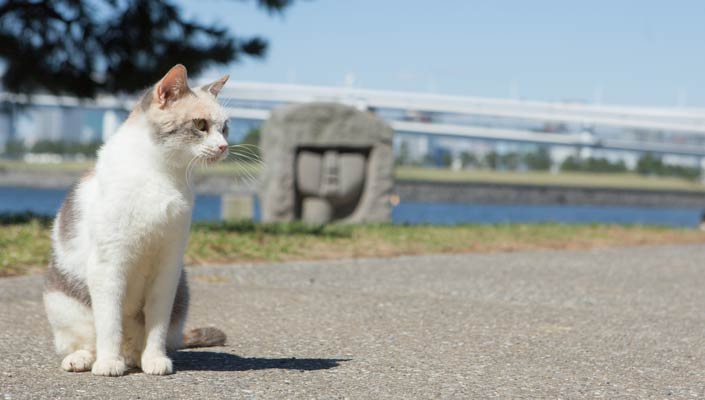 『先生と迷い猫』女優猫・ドロップ インタビュー