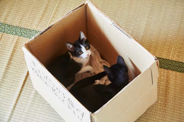 『猫なんかよんでもこない。』
(C)2015杉作・実業之日本社／「猫なんかよんでもこない。」製作委員会