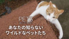 『あなたの知らないワイルドなペットたち』に見る、愛玩動物の知られざる一面とは？