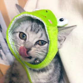 藤峰式の愛猫“絹ちゃん”（写真提供／藤峰式）