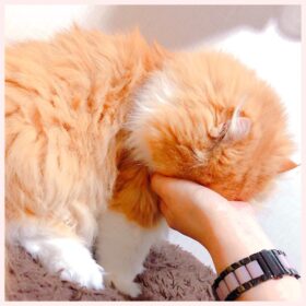 慧先生の愛猫