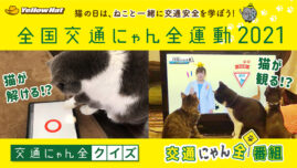 猫が肉球タッチでスマホを操作し交通安全学ぶ!?「イエローハット 全国交通にゃん全運動」キャンペーン