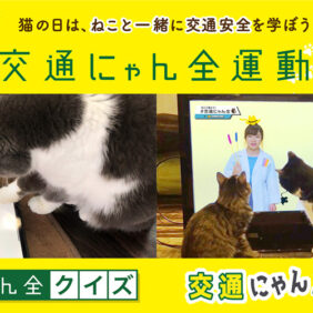 猫が肉球タッチでスマホを操作し交通安全学ぶ!?「イエローハット 全国交通にゃん全運動」キャンペーン