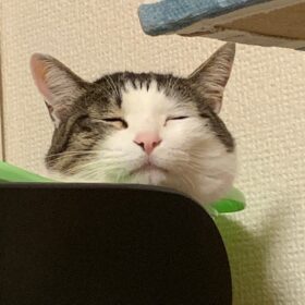 間宮先生の猫