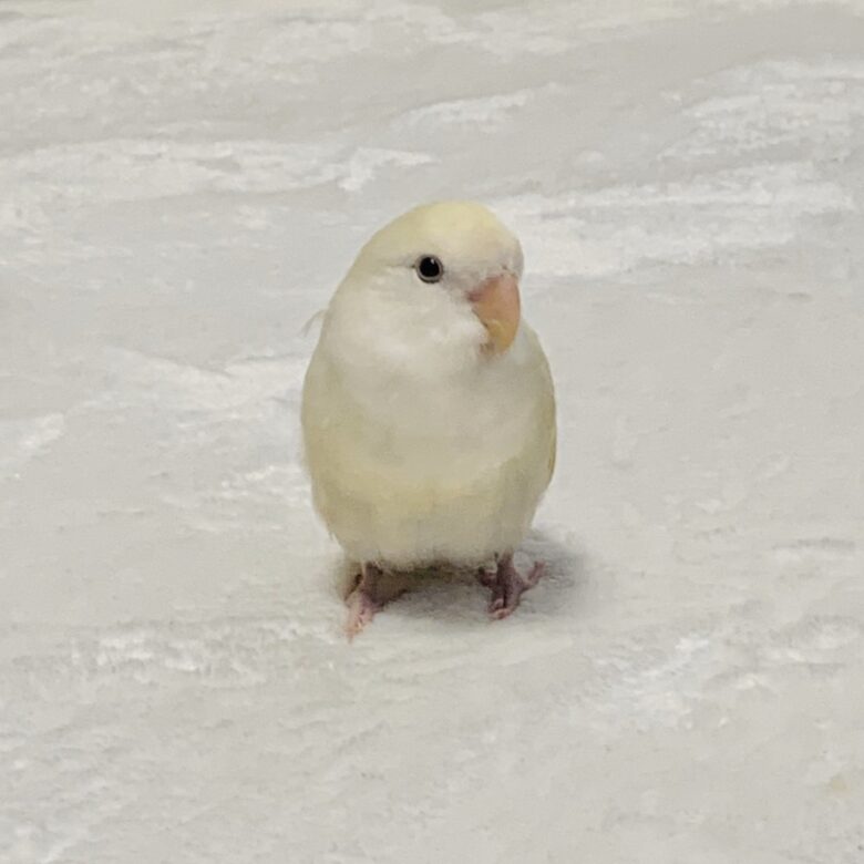 インコのきなこちゃん