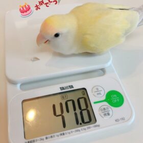 インコのきなこちゃん