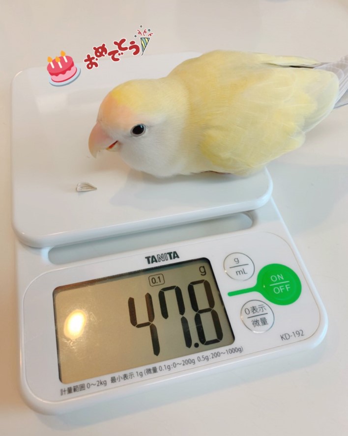 インコのきなこちゃん