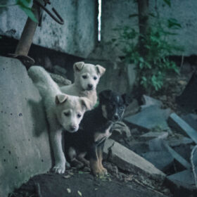 犬は歌わない