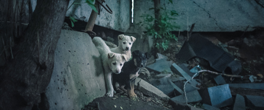 犬は歌わない