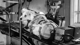 人間の都合で犠牲となった宇宙犬がいた！ 60年前と現代、犬たちの過酷な現実