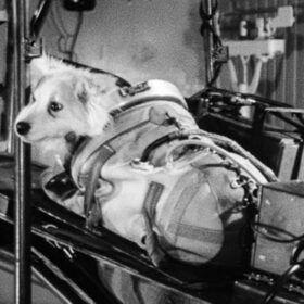 人間の都合で犠牲となった宇宙犬がいた！ 60年前と現代、犬たちの過酷な現実