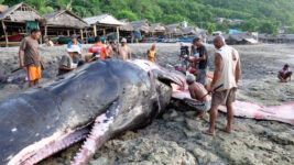 手漕ぎの小舟で巨大な獲物に命がけで挑む人々 鯨漁問題に一石投じるドキュメンタリー