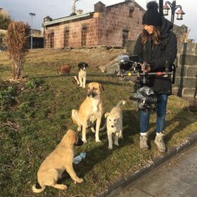 動物愛護の国トルコに“犬目線”で密着！ 路上で暮らす難民少年と犬たちの絆描く