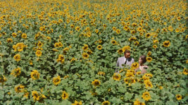 この美しいひまわり畑はロシア軍が侵攻するウクライナで撮影…悲恋の名作『ひまわり』緊急上映中