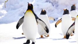 【今日は何の日】世界ペンギンの日に、ペンギンが出てこない感動映画2選