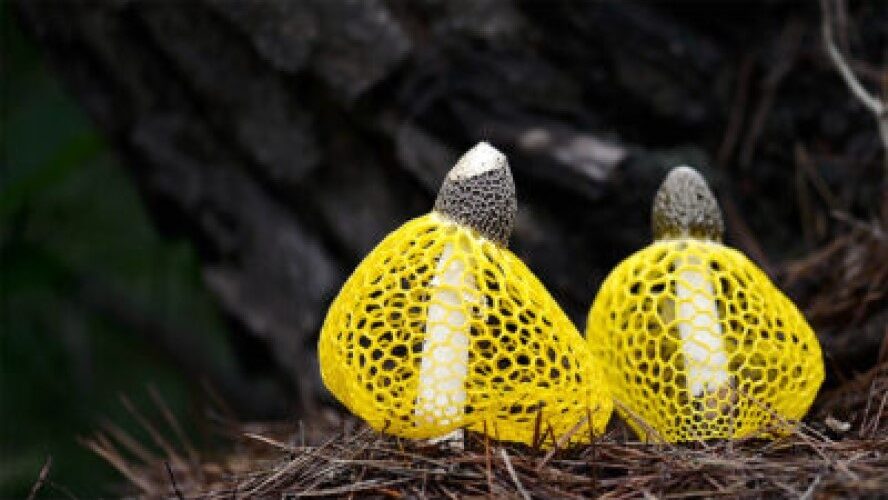 タイのキノコと大型菌類の多様性　洋書 タイのキノコと大型菌類の多様性 洋書 本