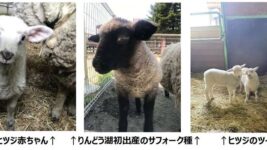 赤ちゃんヤギ＆ヒツジの名付け親になれるチャンス!? 6月のおでかけには動物とふれあえる「りんどう湖ファミリー牧場」がオススメ