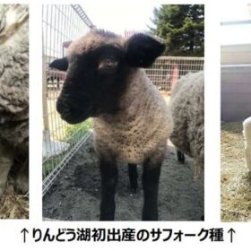 赤ちゃんヤギ＆ヒツジの名付け親になれるチャンス!? 6月のおでかけには動物とふれあえる「りんどう湖ファミリー牧場」がオススメ