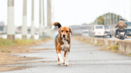 【キャスト登壇】保護犬と人々の感動の実話をもとに描く『石岡タロー』先行上映会に5組10名をご招待！