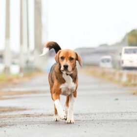 【キャスト登壇】保護犬と人々の感動の実話をもとに描く『石岡タロー』先行上映会に5組10名をご招待！