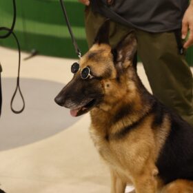 オダギリジョーが挑む前代未聞のイベント　50匹の犬を招いた“わんこ試写会”開催