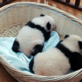 『パンダのすごい世界』