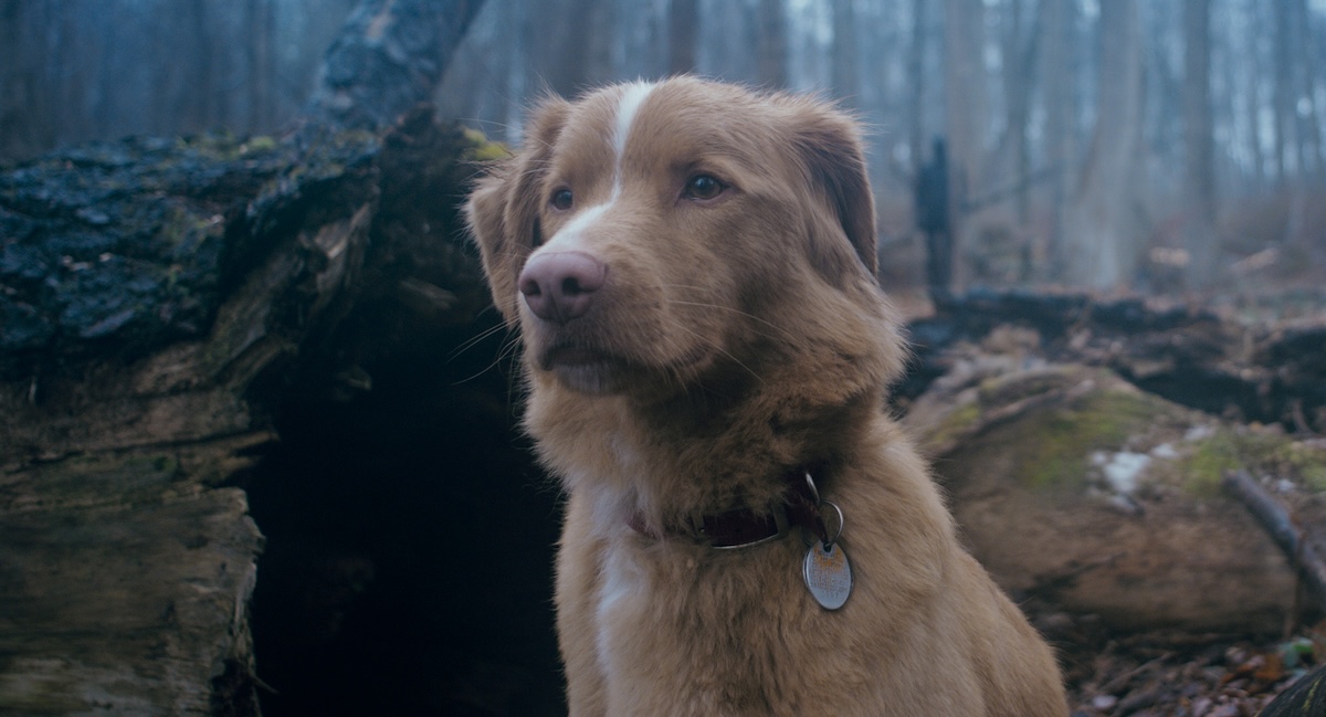 『GOOD BOY／グッド・ボーイ』