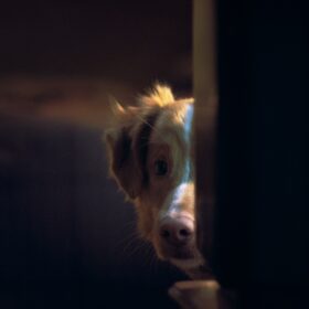 『GOOD BOY／グッド・ボーイ』