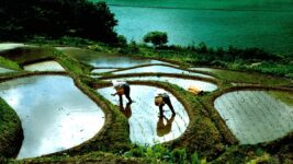 地産地消100％の学校給食──有機農業の現場に迫るドキュメンタリー『身土不二』公開決定