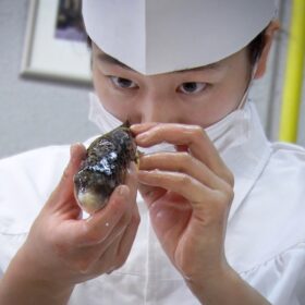 『GUN FISH あなたの知らないフグの世界』